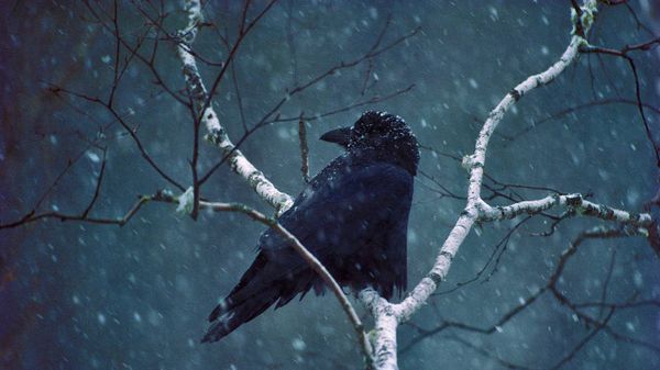 A common raven