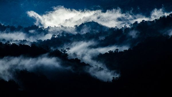 Rain forest near Valparai, Tamil Nadu, India