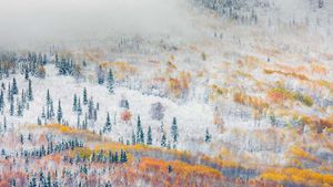 ｢フェアバンクスの雪｣アメリカ, アラスカ  (© Patrick Endres/plainpicture)(Bing Japan)