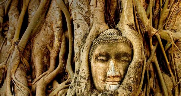 A stone Buddha head sits entwined in the roots of a fig tree in the ancient ruins of Wat Mahatat, Ayudya, Thailand