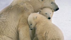 Polar bear mother and cubs near Hudson Bay, Canada (© Kennan Ward/Corbis)(Bing Australia)