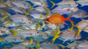 Longjaw squirrelfish swims against a school of horse-eye jacks, Lighthouse Reef, Belize (© Jeff Hunter/Getty Images)(Bing New Zealand)
