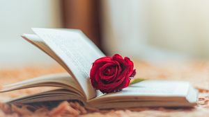 Rosa roja dentro de un libro abierto (© Albert Cabezas/Getty Images)(Bing España)