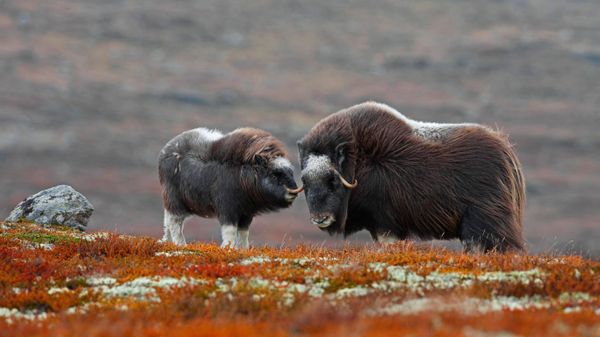 A muskox and her calf in Dovrefjell-Sunndalsfjella National Park, Norway
