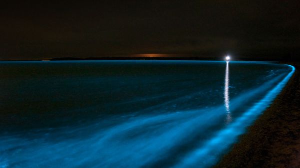 Bioluminescence in the Gippsland Lakes, Victoria, Australia