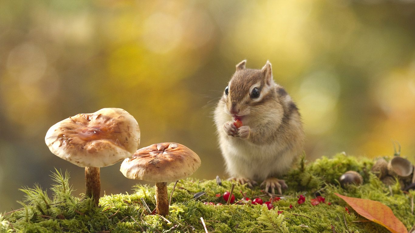 Chipmunk eating red berries