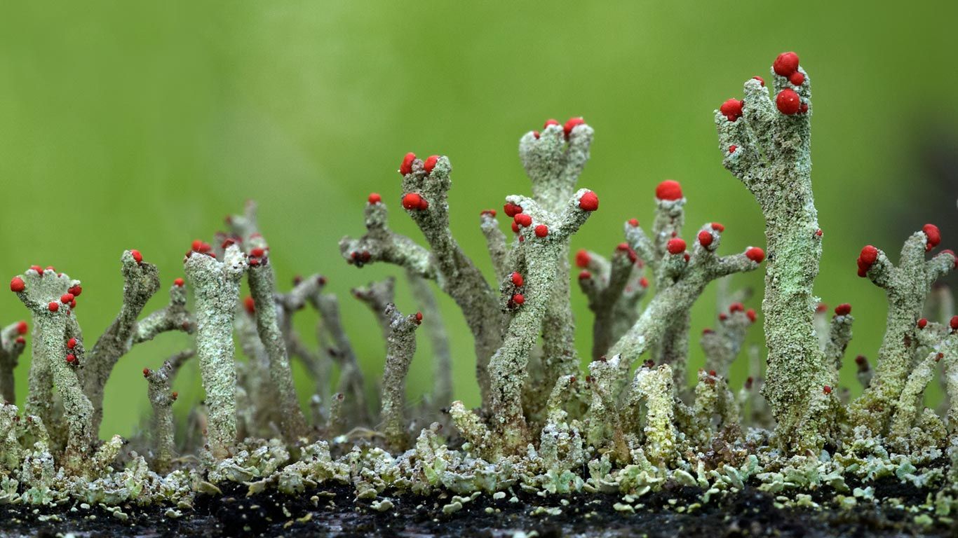 Cladonia floerkeana lichen growth in Eifel, Germany