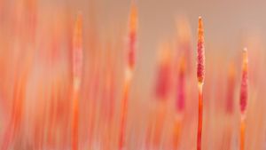 Photographie macro d’une variété de mousse Polytrichum piliferum (© Misja Smits/Buiten-Beeld/plainpicture)(Bing France)
