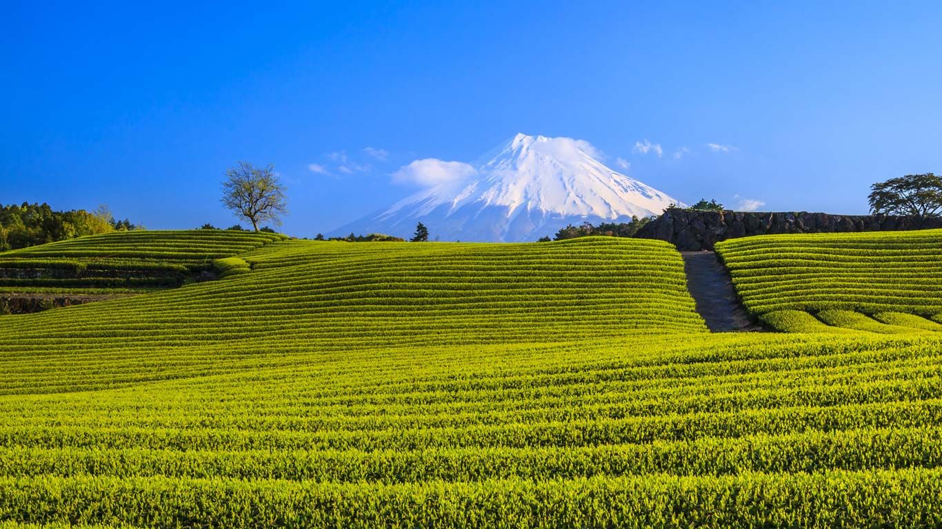 Japanese green tea plantation and Mt. Fuji, Shizuoka, Japan