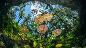 Water lilies at the surface of Cenote Nicte-Ha, Tulum, Mexico (© Franco Banfi/NPL/Minden)(Bing New Zealand)