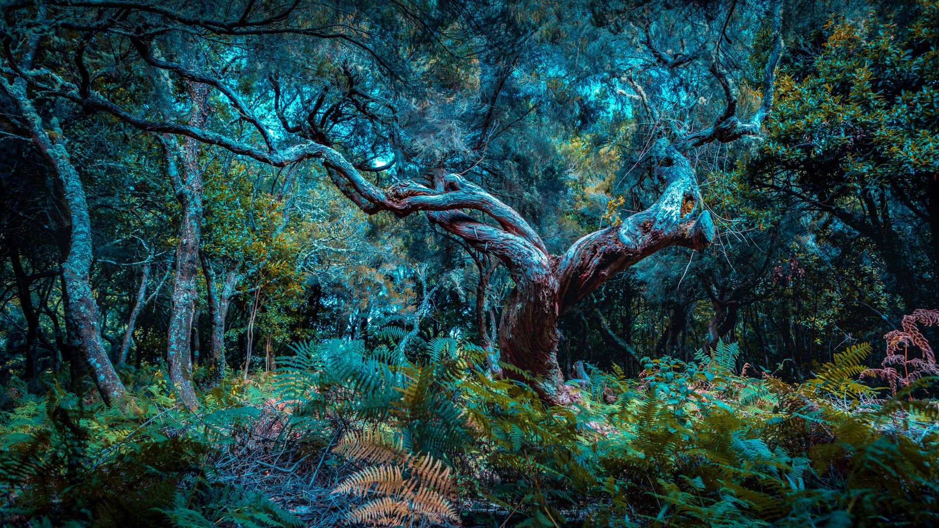 The Fanal Forest on Madeira Island, Portugal