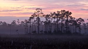 一片斜纹松和锯齿草大沼泽地国家公园，佛罗里达州，美国 (© Jonathan Gewirtz/Tandem Stills + Motion)(Bing China)