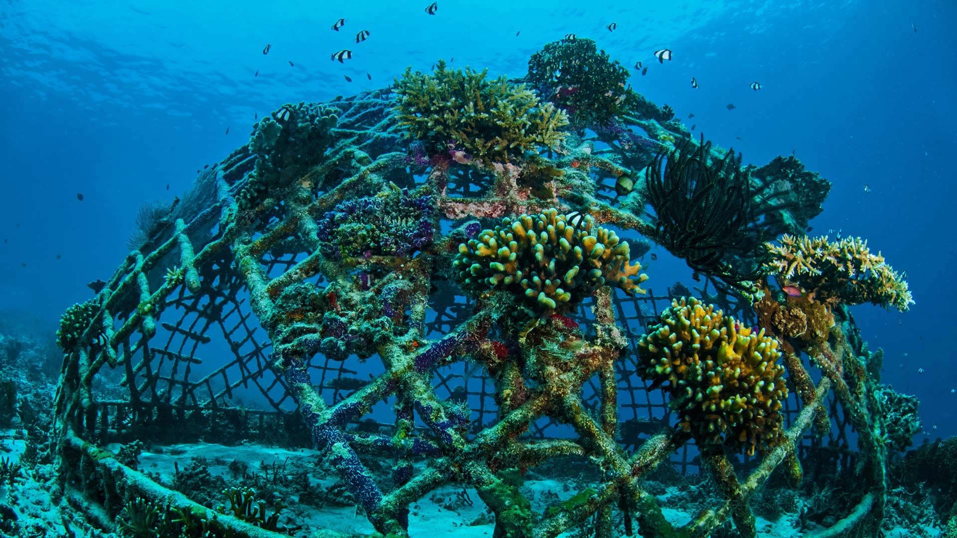 Biorock growing coral off the Gili Islands, Indonesia