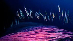 金贝湾的一群剃刀鱼略过红色海鞭的枝杈，新不列颠岛，巴布亚新几内亚 (© David Doubilet/Getty Images)(Bing China)