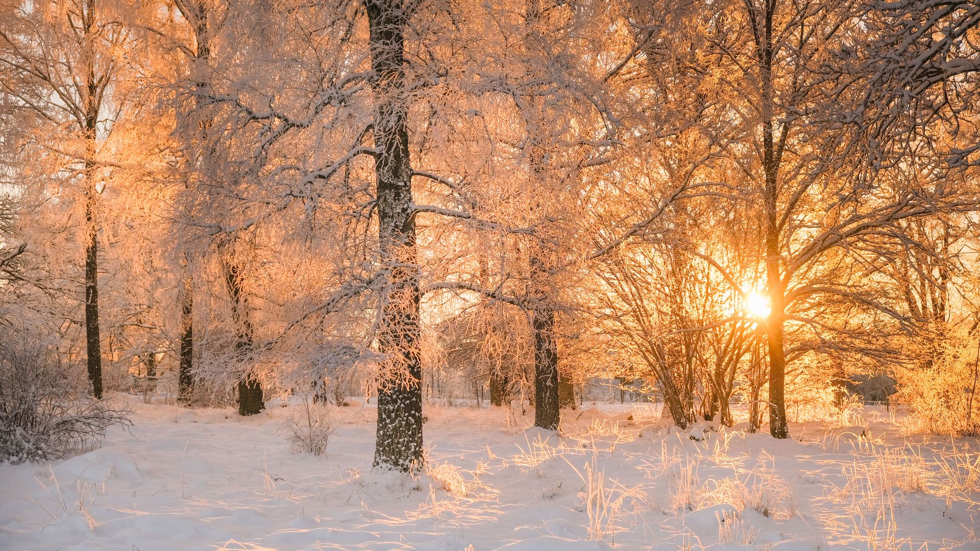 Luce dell'alba tra gli alberi gelati, Svezia
