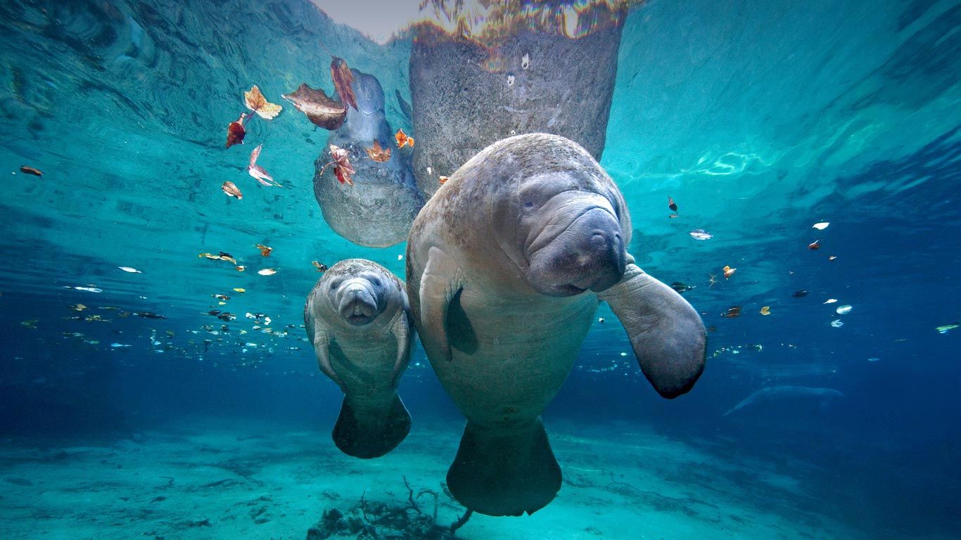 West Indian manatee mom and baby at Three Sisters Springs, Florida