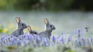 ｢アナウサギの子どもたち｣フランス (© Remy Courseaux/Minden Pictures)(Bing Japan)