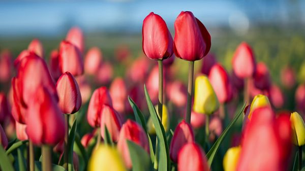 Spring Tulip Festival in Ottawa
