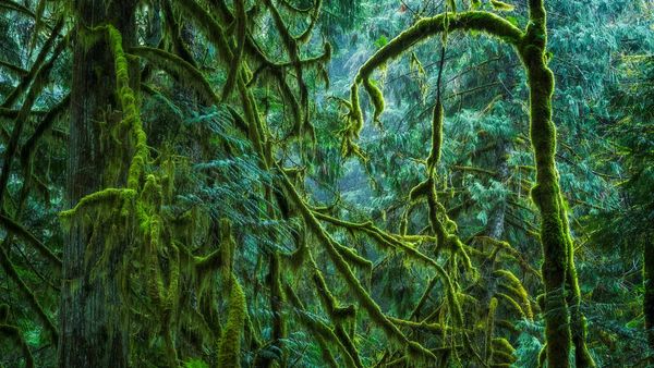 Cathedral Grove in MacMillan Provincial Park, B.C., Canada
