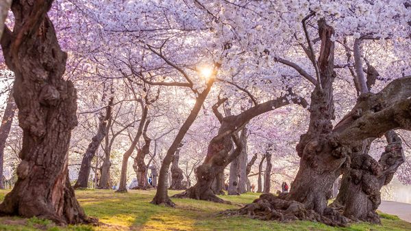 National Cherry Blossom Festival, Washington, DC, United States