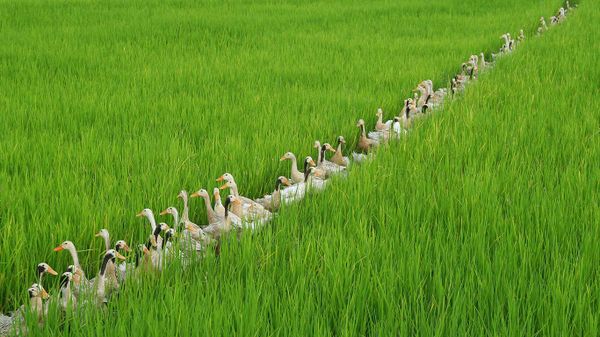 ｢田んぼの中のアイガモ｣インドネシア, バリ島