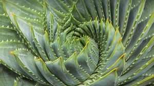 Aloe spirale (© David Madison/Getty Images)(Bing France)