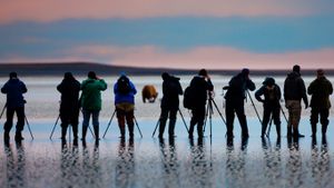 Photographers shooting pictures of brown bears in Lake Clark National Park and Preserve, Alaska (© Art Wolfe/Mint Images)(Bing New Zealand)