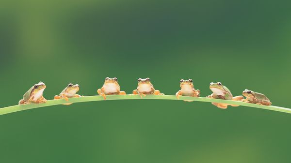 树蛙