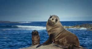 Female and pup Australian sea lions, Southern Australia -- Jeff Foott/Getty Images &copy; (Bing Australia)