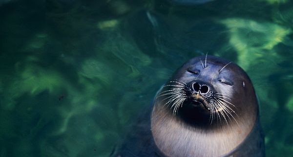 RingedSeal