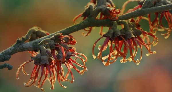 WitchHazel