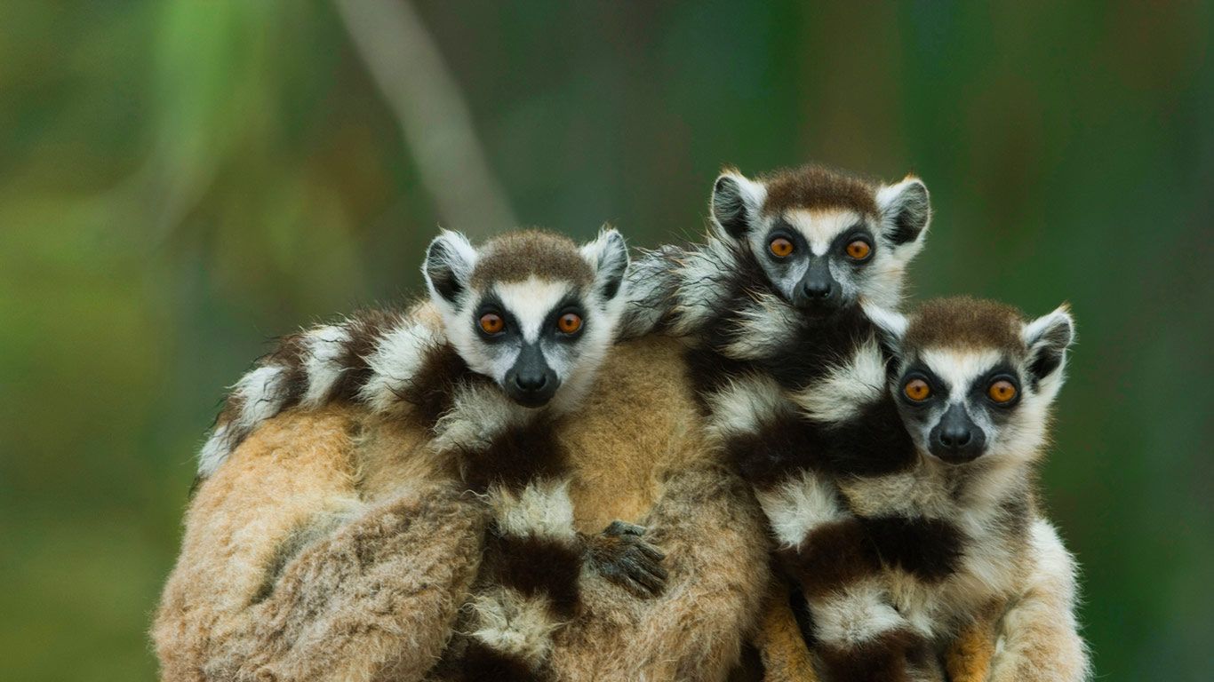 Ring-tailed lemurs at Berenty Reserve in Madagascar