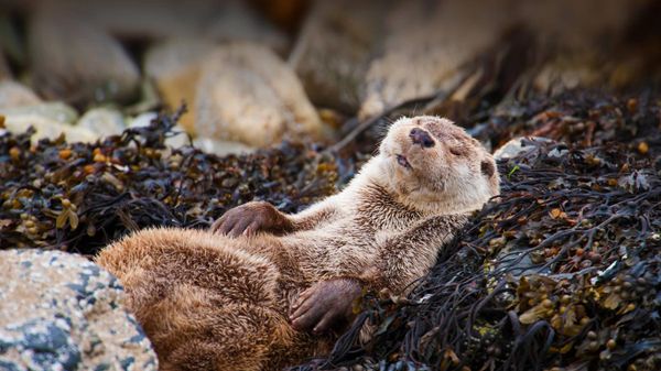 ｢昼寝をするユーラシアカワウソ｣イギリス, スコットランド, シェトランド諸島