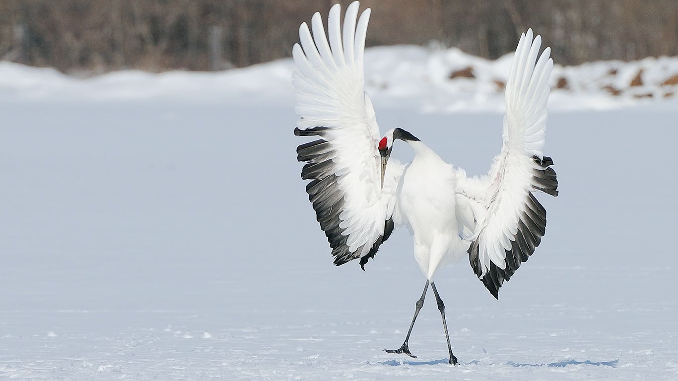 ｢タンチョウヅル｣北海道, 阿寒湖