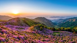 Azaleas reales en flor en la montaña Hwangmaesan, Corea del Sur (© Stock for you/Shutterstock)(Bing España)