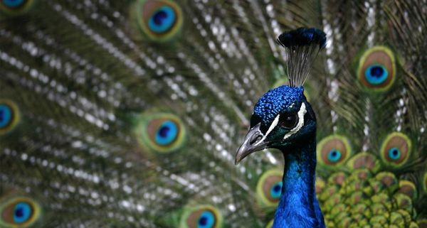 Nahaufnahme eines Blauen Pfaus, der seine Schwanzfedern spreizt, Tierpark Hellabrunn, München