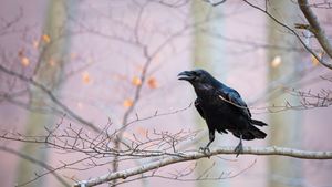 普通乌鸦坐在树枝上 (© WildMedia/Shutterstock)(Bing China)