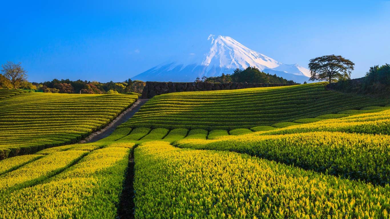 ｢富士山と茶畑｣静岡, 富士市