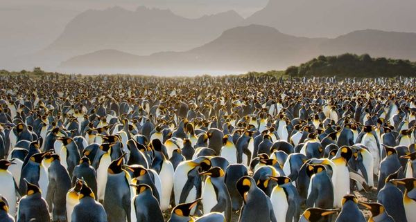 PenguinDay