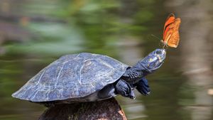 A Julia butterfly on the nose of a yellow-spotted river turtle, Amazon Region, Ecuador (© Westend61/Getty Images)(Bing United Kingdom)