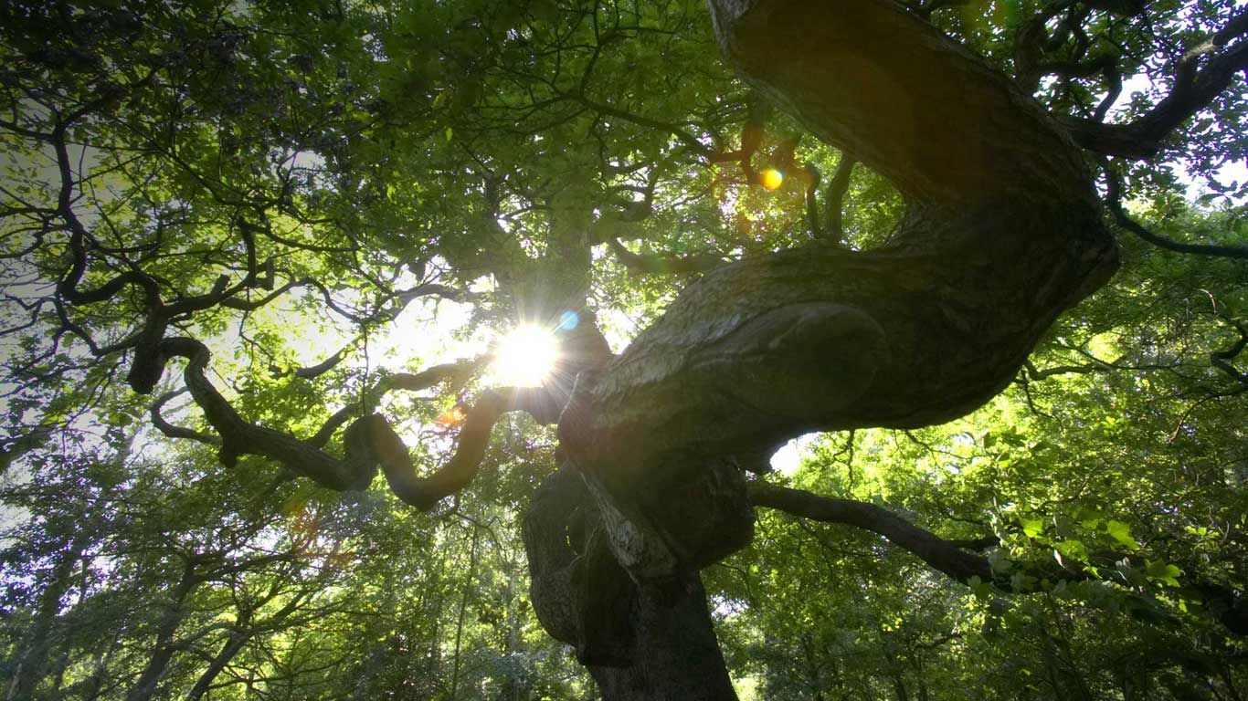 Sunlight emerging through trees in Sherwood Forest