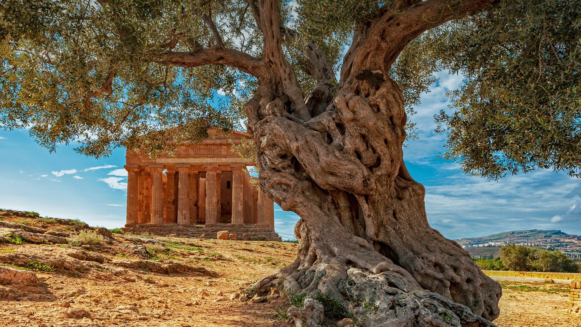 Un ulivo davanti al Tempio della Concordia in Sicilia
