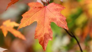 Red maple leaf, symbol of Canada (© namaki/Getty Images)(Bing Canada)