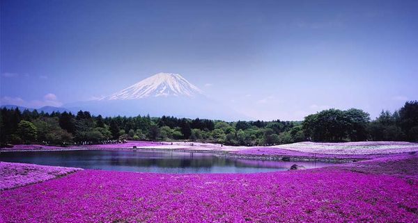 ｢富士芝桜まつり｣山梨,河口湖町