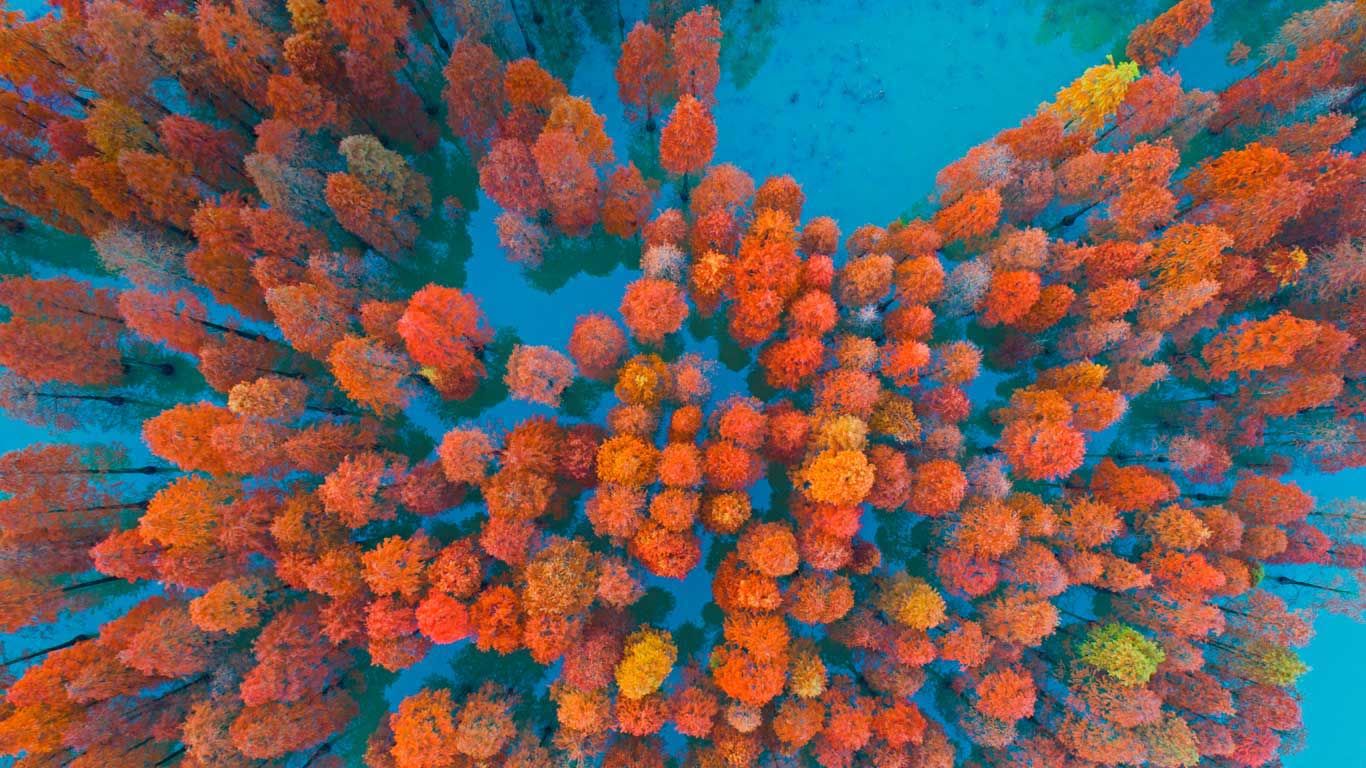 ｢紫馬嶺公園の紅葉｣中国, 広東省, 中山市