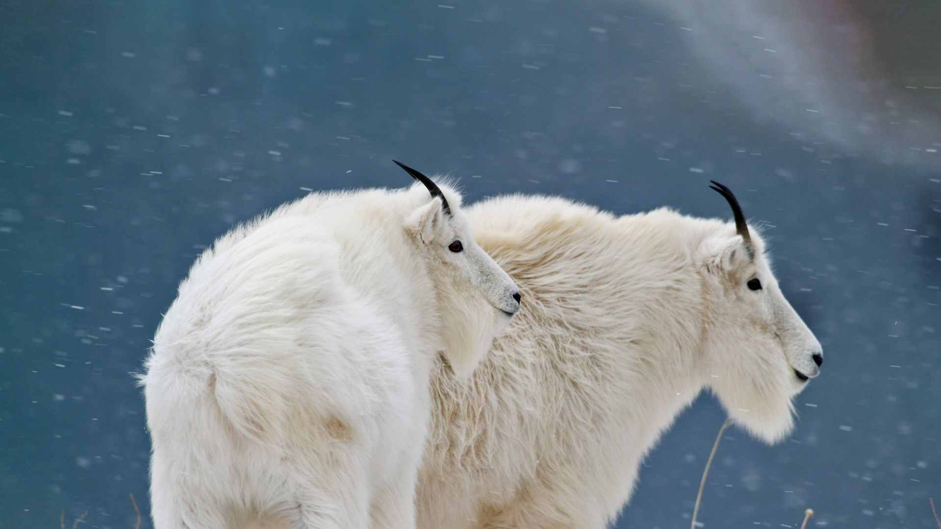 Mountain goats at Glacier National Park in Montana, USA