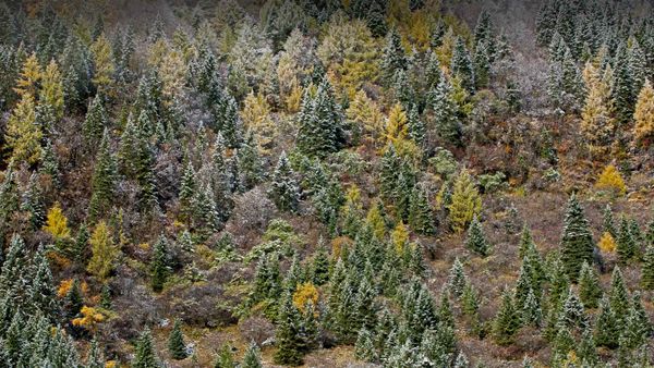 Morning frost on trees in Mount Siguniang National Park, Sichuan Province, China
