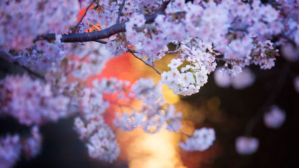 目黒川沿いの桜, 東京