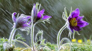 Pulsatilla vulgaris flowers in rain, Lorraine, France (© Michel Poinsignon/Minden Pictures)(Bing New Zealand)