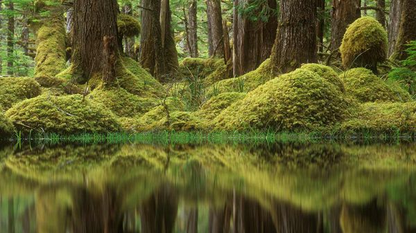 Swamp forest, Tow Hill Ecological Reserve, B.C., Canada